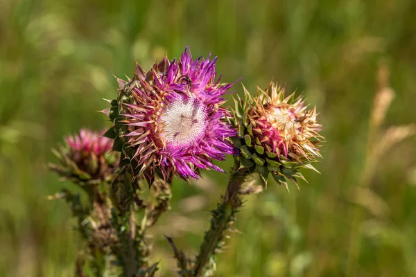 milk thistle. Blessed thistle flowers, close-up. Silybum marianum herbal medicine, thistle of Saint Mary, Scottish thistle Marian, thistle of Mari, Cardus marianus