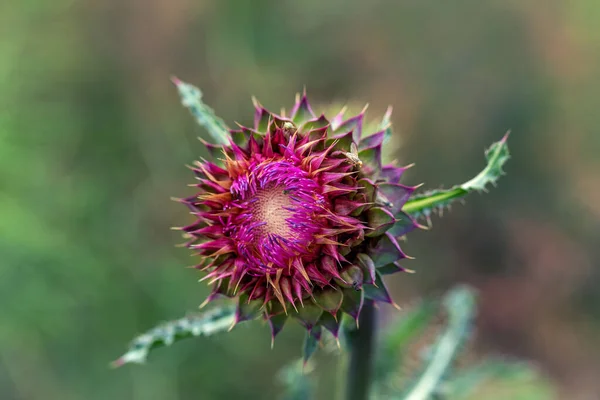 Cardo Mariano Benditas Flores Cardo Cerca Silybum Marianum Herbal Medicine —  Fotos de Stock