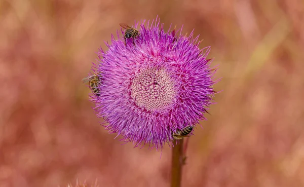 milk thistle. Blessed thistle flowers, close-up. Silybum marianum herbal medicine, thistle of Saint Mary, Scottish thistle Marian, thistle of Mari, Cardus marianus