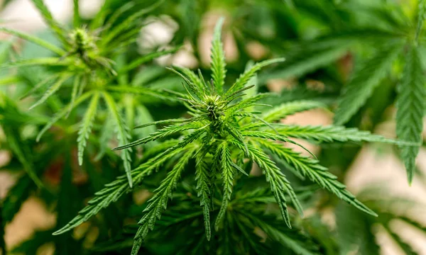 Cannabis Növény Kertben Cannabis Egy Nemzetség Virágzó Növények Család Cannabaceae — Stock Fotó