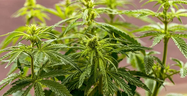 Cannabispflanze Garten Cannabis Ist Eine Pflanzengattung Aus Der Familie Der — Stockfoto