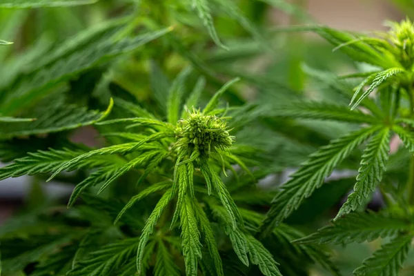 Cannabispflanze Garten Cannabis Ist Eine Pflanzengattung Aus Der Familie Der — Stockfoto