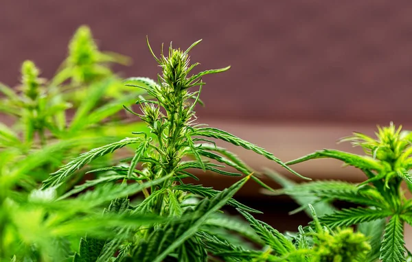 Cannabispflanze Garten Cannabis Ist Eine Pflanzengattung Aus Der Familie Der — Stockfoto