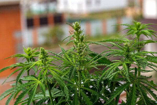 Cannabis plant in the garden,Cannabis is a genus of flowering plants in the family Cannabaceae.