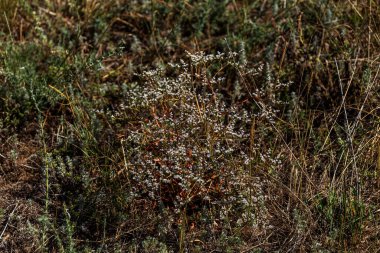Kuru süt devedikeni. Akdeniz devedikeni toplamaya hazır. Silybum marianum. Kahverengi toprakta dikenleri olan bir bitkinin kuru sarı çiçeği. Arka planda yumuşak bir odak noktası.