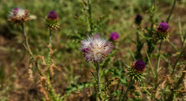 Chardon Marie Sec Chardon Marie Méditerranéen Prêt Cueillir Silybum Marianum — Photo