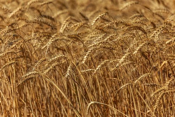 Уши Спелой Пшеницы Поле Ожидании Сбора Урожая Сельский Пейзаж Ушей — стоковое фото