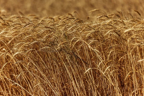 Уши Спелой Пшеницы Поле Ожидании Сбора Урожая Сельский Пейзаж Ушей — стоковое фото