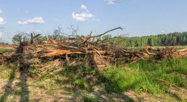 Yasadışı kesim alanı. Ormanların yok edilmesi küresel ısınmaya neden oluyor. Ormanların tahrip edilmesi, yaprak döken ormanların yok edilmesi