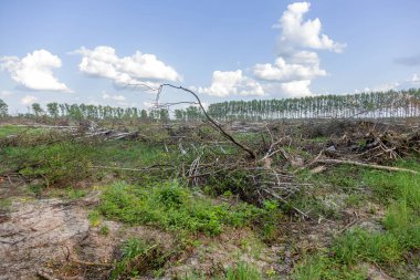 Yasadışı kesim alanı. Ormanların yok edilmesi küresel ısınmaya neden oluyor. Ormanların tahrip edilmesi, yaprak döken ormanların yok edilmesi