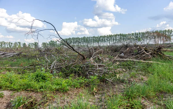 Area Illegal Logging Forests Deforestation Humans Causing Global Warming Deforestation — Stock Photo, Image