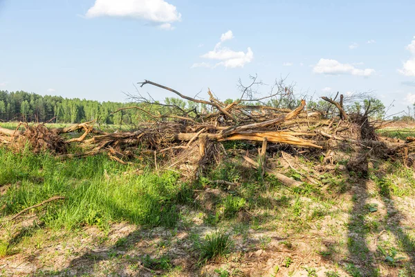 Area Illegal Logging Forests Deforestation Humans Causing Global Warming Deforestation — Stock Photo, Image