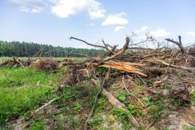 Yasadışı kesim alanı. Ormanların yok edilmesi küresel ısınmaya neden oluyor. Ormanların tahrip edilmesi, yaprak döken ormanların yok edilmesi
