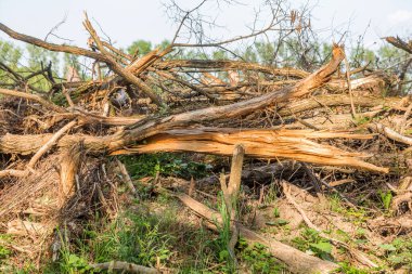 Yasadışı kesim alanı. Ormanların yok edilmesi küresel ısınmaya neden oluyor. Ormanların tahrip edilmesi, yaprak döken ormanların yok edilmesi