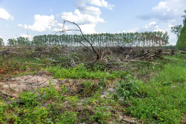 Area Illegal Logging Forests Deforestation Humans Causing Global Warming Deforestation — Stock Photo, Image