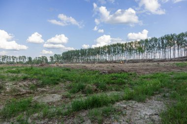 Yasadışı kesim alanı. Ormanların yok edilmesi küresel ısınmaya neden oluyor. Ormanların tahrip edilmesi, yaprak döken ormanların yok edilmesi