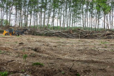 Yasadışı kesim alanı. Ormanların yok edilmesi küresel ısınmaya neden oluyor. Ormanların tahrip edilmesi, yaprak döken ormanların yok edilmesi