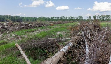 Yasadışı kesim alanı. Ormanların yok edilmesi küresel ısınmaya neden oluyor. Ormanların tahrip edilmesi, yaprak döken ormanların yok edilmesi