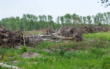 Yasadışı kesim alanı. Ormanların yok edilmesi küresel ısınmaya neden oluyor. Ormanların tahrip edilmesi, yaprak döken ormanların yok edilmesi
