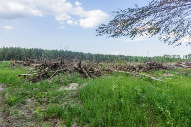 Yasadışı kesim alanı. Ormanların yok edilmesi küresel ısınmaya neden oluyor. Ormanların tahrip edilmesi, yaprak döken ormanların yok edilmesi