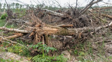 Yasadışı kesim alanı. Ormanların yok edilmesi küresel ısınmaya neden oluyor. Ormanların tahrip edilmesi, yaprak döken ormanların yok edilmesi