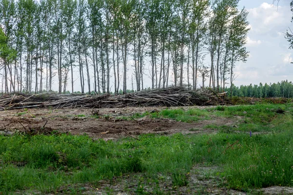 Area Illegal Logging Forests Deforestation Humans Causing Global Warming Deforestation — Stock Photo, Image