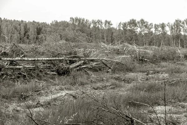 Area Pembalakan Liar Hutan Deforestasi Manusia Menyebabkan Pemanasan Global Deforestasi — Stok Foto