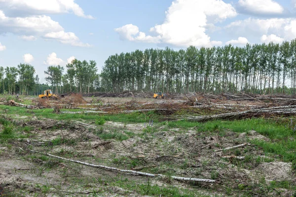 Area Illegal Logging Forests Deforestation Humans Causing Global Warming Deforestation — Stock Photo, Image