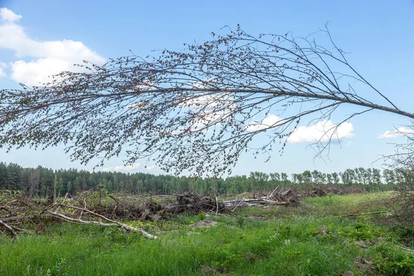 Area Illegal Logging Forests Deforestation Humans Causing Global Warming Deforestation — Stock Photo, Image