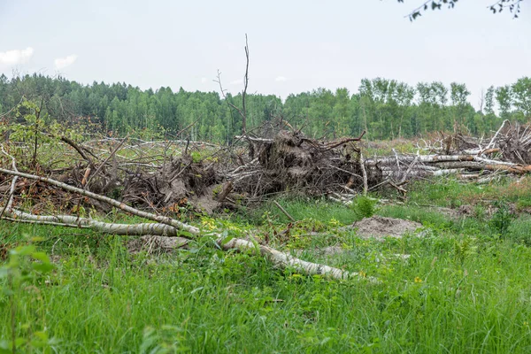 Area Illegal Logging Forests Deforestation Humans Causing Global Warming Deforestation — Stock Photo, Image