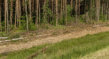 Yasadışı kesim alanı. Ormanların yok edilmesi küresel ısınmaya neden oluyor. Ormanların tahrip edilmesi, yaprak döken ormanların yok edilmesi