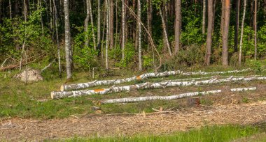 Yasadışı kesim alanı. Ormanların yok edilmesi küresel ısınmaya neden oluyor. Ormanların tahrip edilmesi, yaprak döken ormanların yok edilmesi