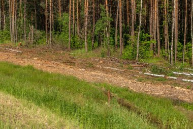 Yasadışı kesim alanı. Ormanların yok edilmesi küresel ısınmaya neden oluyor. Ormanların tahrip edilmesi, yaprak döken ormanların yok edilmesi