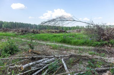 Yasadışı kesim alanı. Ormanların yok edilmesi küresel ısınmaya neden oluyor. Ormanların tahrip edilmesi, yaprak döken ormanların yok edilmesi
