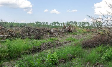 Yasadışı kesim alanı. Ormanların yok edilmesi küresel ısınmaya neden oluyor. Ormanların tahrip edilmesi, yaprak döken ormanların yok edilmesi