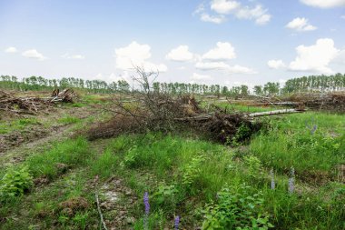 Yasadışı kesim alanı. Ormanların yok edilmesi küresel ısınmaya neden oluyor. Ormanların tahrip edilmesi, yaprak döken ormanların yok edilmesi