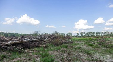 Yasadışı kesim alanı. Ormanların yok edilmesi küresel ısınmaya neden oluyor. Ormanların tahrip edilmesi, yaprak döken ormanların yok edilmesi
