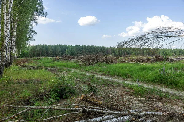 Obszar Nielegalnego Pozyskiwania Drewna Lasy Wylesianie Ludzi Powoduje Globalne Ocieplenie — Zdjęcie stockowe
