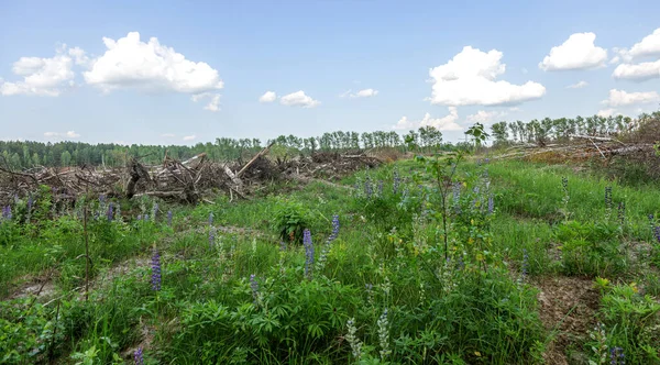 Área Tala Ilegal Bosques Deforestación Humana Está Causando Calentamiento Global — Foto de Stock