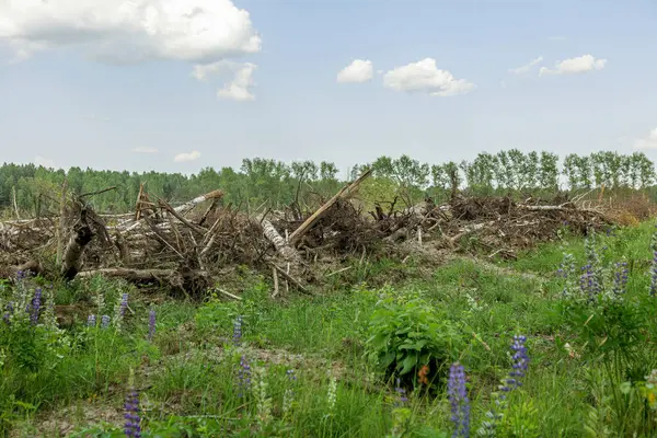 Area Illegal Logging Forests Deforestation Humans Causing Global Warming Deforestation — Stock Photo, Image