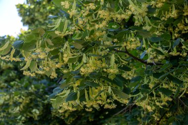 Çiçekli büyük yapraklı Linden (Tilia). Dallar sarı çiçeklerle kaplıdır. İlaç fabrikası.