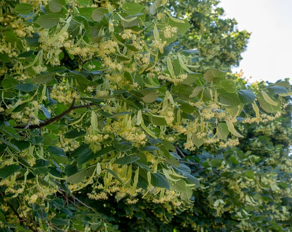 大葉リンデン Tilia を咲かせます 枝は黄色の花で覆われています 薬用植物 — ストック写真