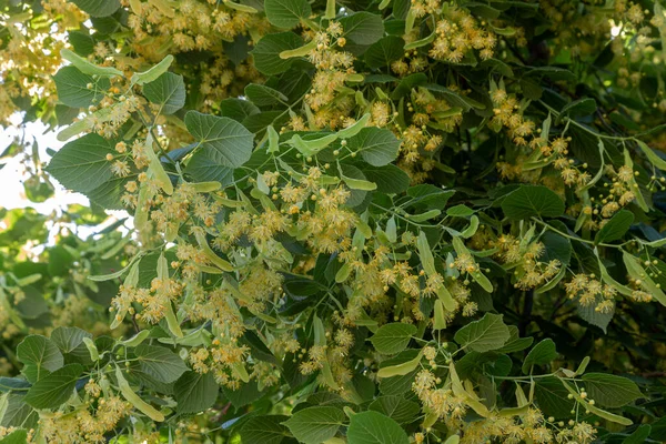 大葉リンデン Tilia を咲かせます 枝は黄色の花で覆われています 薬用植物 — ストック写真