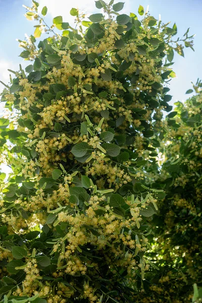 Bloeiend Grootbladige Linden Tilia Takken Zijn Bedekt Met Gele Bloemen — Stockfoto