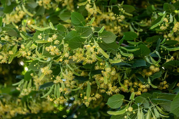 Floração Tília Folhas Grandes Tilia Ramos São Cobertos Com Flores — Fotografia de Stock