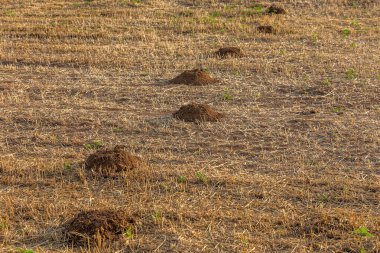 Yerdeki çatı tünelleri. Çimlerde bir köstebek izi var. Köstebek bahçede molechin yapmış..