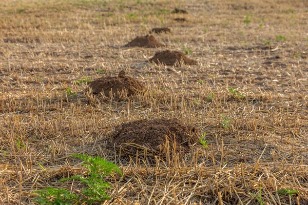 Tunnels Sur Toit Sol Traces Une Taupe Sur Herbe Pelouse — Photo