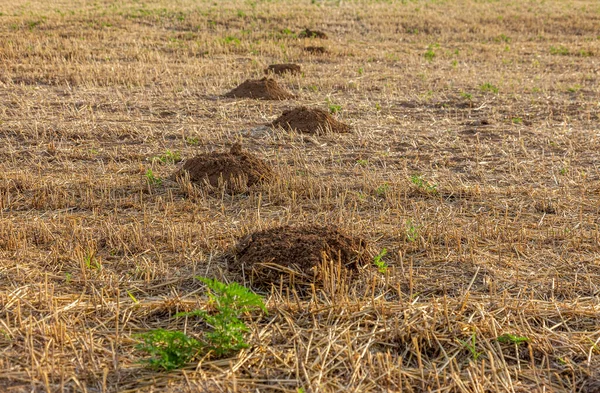 Túneis Telhado Chão Vestígios Uma Toupeira Relva Mole Fez Molechin — Fotografia de Stock