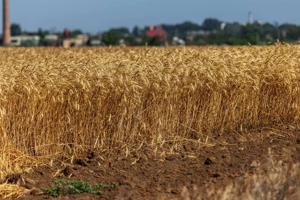 Orecchie Grano Maturo Sul Campo Attesa Vendemmia Paesaggio Rurale Spighe — Foto Stock