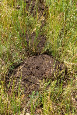 Toprak beninin siperindeki izler. Buğday tarlasında köstebekler tarafından kazılan toprak izleri. Bir tarla haşeresi. Toprak yığınına odaklan.